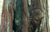 Redwoods, California